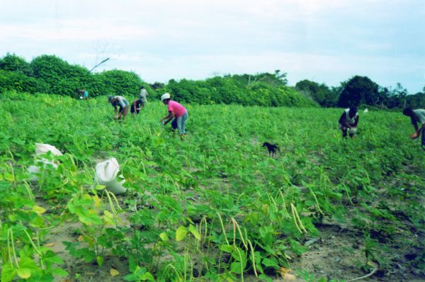 O quadrado trágico da agricultura familiar - 09.08.2007